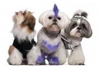 Product - A Touch of Class Pet Grooming, in downtown South Cape Coral - Cape Coral, FL Pet Boarding & Grooming