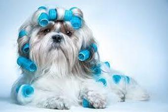 Product - A Touch of Class Pet Grooming, in downtown South Cape Coral - Cape Coral, FL Pet Boarding & Grooming