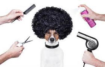 Product - A Touch of Class Pet Grooming, in downtown South Cape Coral - Cape Coral, FL Pet Boarding & Grooming