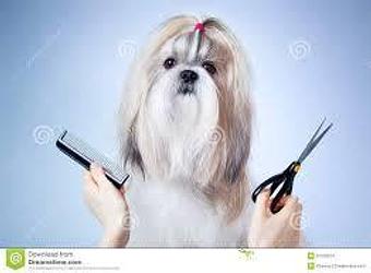 Product - A Touch of Class Pet Grooming, in downtown South Cape Coral - Cape Coral, FL Pet Boarding & Grooming