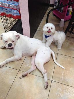 Product - A Touch of Class Pet Grooming, in downtown South Cape Coral - Cape Coral, FL Pet Boarding & Grooming