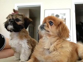 Product - A Touch of Class Pet Grooming, in downtown South Cape Coral - Cape Coral, FL Pet Boarding & Grooming