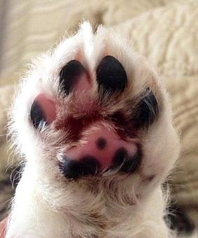 Product - A Touch of Class Pet Grooming, in downtown South Cape Coral - Cape Coral, FL Pet Boarding & Grooming