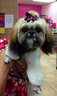 Product - A Touch of Class Pet Grooming, in downtown South Cape Coral - Cape Coral, FL Pet Boarding & Grooming