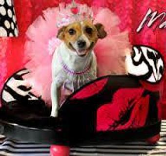 Product - A Touch of Class Pet Grooming, in downtown South Cape Coral - Cape Coral, FL Pet Boarding & Grooming