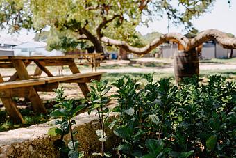 Product - Alice's Restaurant at Treaty Oak Distilling in Dripping Springs, TX American Restaurants