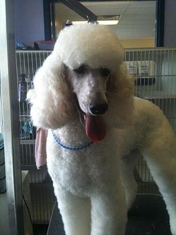 Product - All Breed Pet Parlor in Madison, WI Pet Boarding & Grooming