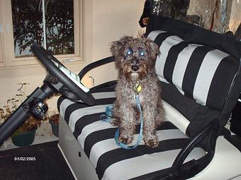 Product - All Four Paws in Bluffton, SC Pet Boarding & Grooming