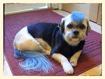 Product - All Fur Pet Grooming in Fredericksburg, VA Pet Grooming & Boarding Services