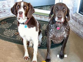 Product - Angel Pet Sitters in Springdale, AR Pet Boarding & Grooming