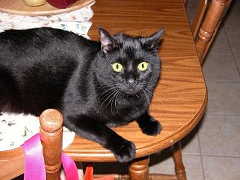 Product - Angel Pet Sitters in Springdale, AR Pet Boarding & Grooming