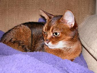 Product - Angel Pet Sitters in Springdale, AR Pet Boarding & Grooming