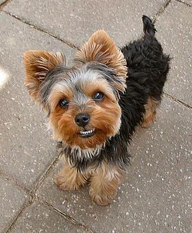 Product - Angel Pet Sitters in Springdale, AR Pet Boarding & Grooming