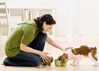 Product: Your pet sitter will travel to your home to care for your pets. Feeding, cleanup, and a potty break are all included. A walk is optional, at no extra charge. We don't charge extra for more than one pet! - Angel Pet Sitters in Springdale, AR Pet Boarding & Grooming