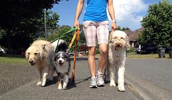 Product: Your dog needs exercise, just as you do. If you work long hours, you may not have the energy to provide an outlet for your dog's energy. Let us provide this much-needed service for you! - Angel Pet Sitters in Springdale, AR Pet Boarding & Grooming
