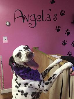 Product - Angela's Grooming & Doggie Spa in Van Wert, OH Pet Boarding & Grooming
