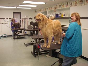 Product - Animal Ark Pet Resort - Pet Resort in Cincinnati, OH Pet Boarding & Grooming