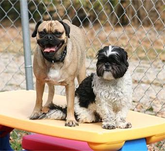 Product - Animal Ark Pet Resort - Pet Resort in Cincinnati, OH Pet Boarding & Grooming