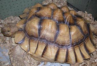 Product - Animal Atlanta Pet Store in Woodstock, GA Pet Shop Supplies