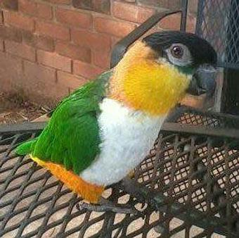 Product - Animal Atlanta Pet Store in Woodstock, GA Pet Shop Supplies