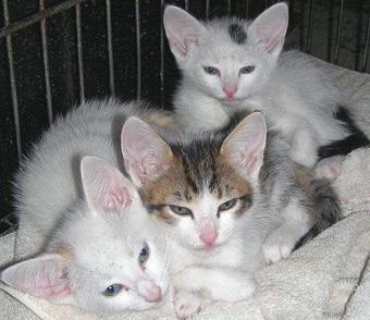 Product - Animal Atlanta Pet Store in Woodstock, GA Pet Shop Supplies