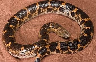 Product - Animal Atlanta Pet Store in Woodstock, GA Pet Shop Supplies