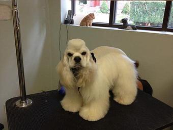 Product - Animal Kingdom South in South Orange, NJ Veterinarians