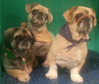 Product - Animal Kingdom South in South Orange, NJ Veterinarians