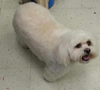 Product - Animal Kingdom South in South Orange, NJ Veterinarians