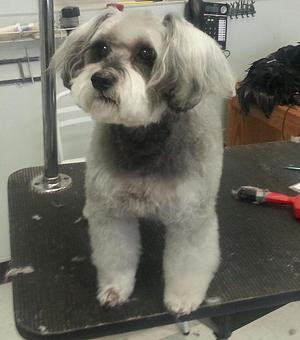 Product - Animal Kingdom South in South Orange, NJ Veterinarians
