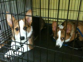 Product - Animal Salon in San Diego, CA Pet Boarding & Grooming