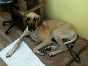 Product - Animal Salon in San Diego, CA Pet Boarding & Grooming