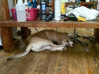 Product - Animal Salon in San Diego, CA Pet Boarding & Grooming