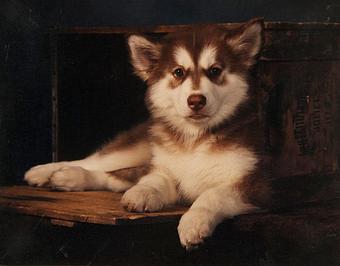 Product - Animals Portraits by David Merkle in Bourbonnais, IL Misc Photographers