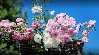 Product - Anne's Flowers & Gifts in Phoenix, AZ Florists