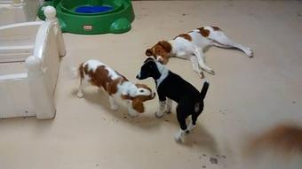 Product - Augusta Dog Training & Doggy Day Care in Wayzata, MN Child Care & Day Care Services