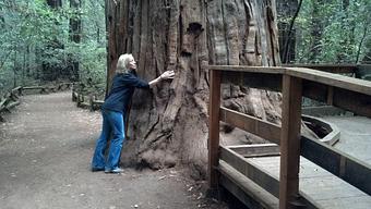 Product: Armstrong Redwoods State National Reserve, Guerneville, Ca. - Awakening Point Yoga Studio in Hackettstown, NJ Yoga Instruction