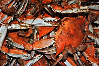 Product - Bahama’s Crabshack Carryout & Seafood Outlet in Fenwick Island, DE Seafood Restaurants