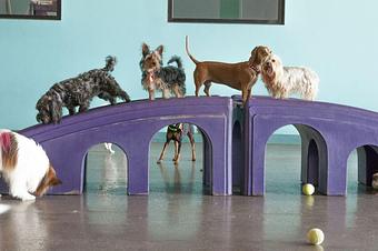Product - Bark A Bout in Shelby Township, MI Pet Care Services