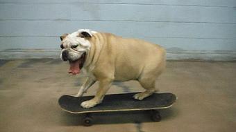 Product - BARK! Doggie Daycare + Hotel + Spa in Denver, CO Hotels & Motels