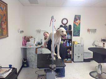 Product - Barking Beauty Pet Salon in Grand Rapids, MI Pet Boarding & Grooming