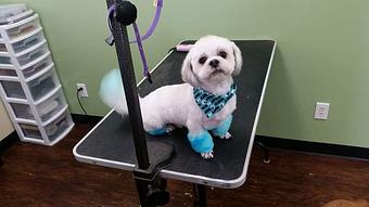 Product - Barking Lot Grooming Salon in Rockford, IL Pet Boarding & Grooming