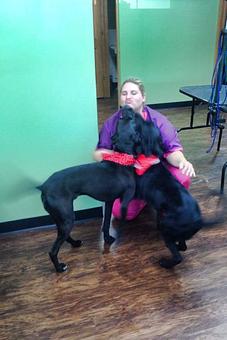 Product - Barking Lot Grooming Salon in Rockford, IL Pet Boarding & Grooming