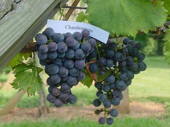 Product - Basignani Winery in Sparks, MD Wine Manufacturers