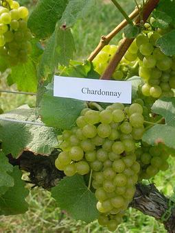 Product - Basignani Winery in Sparks, MD Wine Manufacturers