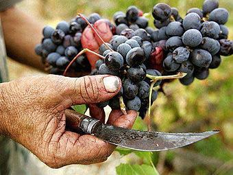 Product - Basignani Winery in Sparks, MD Wine Manufacturers