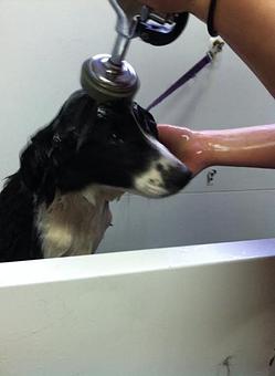 Product - Bath & Biscuit Pet Salon in Rock Springs, WY Pet Boarding & Grooming