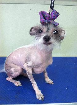 Product - Bath & Biscuit Pet Salon in Rock Springs, WY Pet Boarding & Grooming