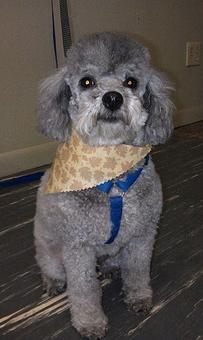Product - Bath & Biscuit Pet Salon in Rock Springs, WY Pet Boarding & Grooming