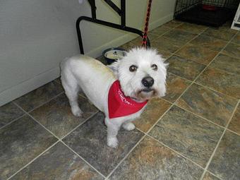 Product - Bath & Biscuit Pet Salon in Rock Springs, WY Pet Boarding & Grooming